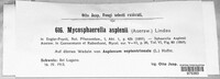 Mycosphaerella asplenii image